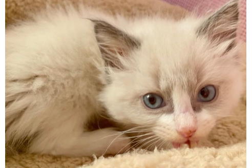 成約済の東京都のラグドール-21271の1枚目