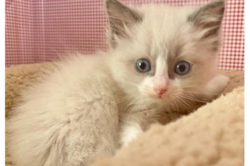 成約済の東京都のラグドール-21271の2枚目