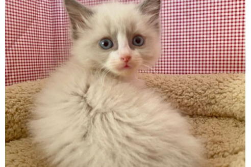 成約済の東京都のラグドール-21271の3枚目