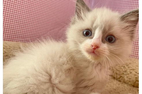 成約済の東京都のラグドール-21271の5枚目