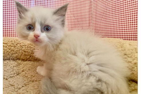 成約済の東京都のラグドール-21271の4枚目