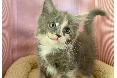 成約済の東京都のその他の猫種-21274の2枚目