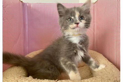 成約済の東京都のその他の猫種-21274の3枚目