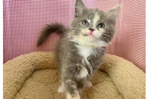 成約済の東京都のその他の猫種-21274の4枚目