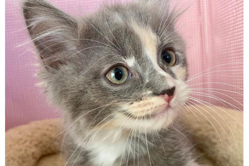 成約済の東京都のその他の猫種-21274の1枚目