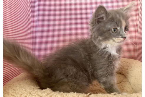 成約済の東京都のその他の猫種-21274の5枚目