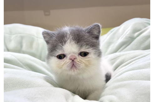 岐阜県のエキゾチックショートヘア 女の子 21 12 30生まれ めちゃかわ 子猫id 子猫ブリーダーナビ