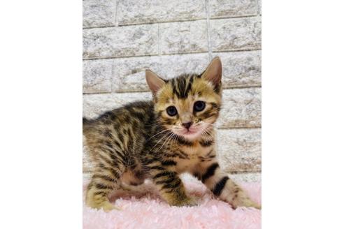 成約済の茨城県のジェネッタ-21332