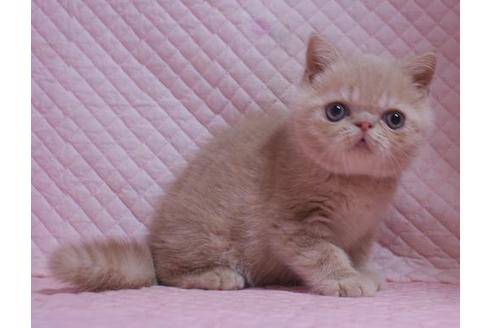 成約済の静岡県のエキゾチックショートヘア-21385の3枚目