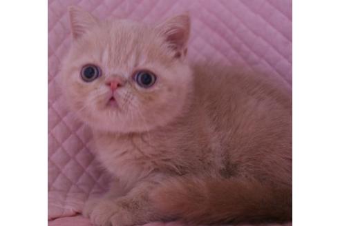 成約済の静岡県のエキゾチックショートヘア-21385の6枚目