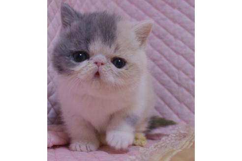 成約済の静岡県のエキゾチックショートヘア-21386の2枚目