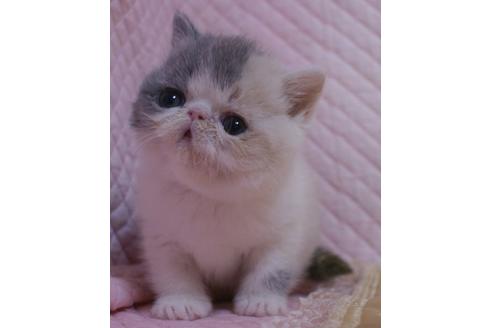 成約済の静岡県のエキゾチックショートヘア-21386の4枚目