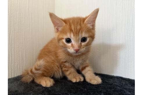 成約済の埼玉県のスコティッシュフォールド-21125の20枚目