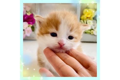 成約済の大阪府のノルウェージャンフォレストキャット-21402の1枚目