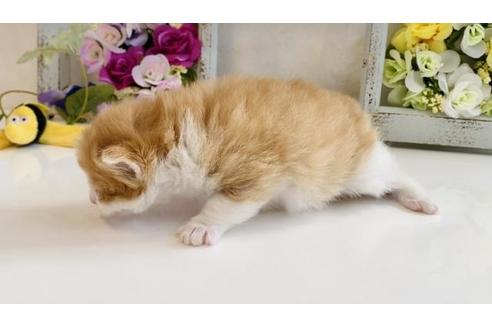 成約済の大阪府のノルウェージャンフォレストキャット-21402の4枚目