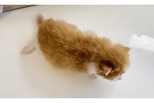 成約済の大阪府のノルウェージャンフォレストキャット-21402の5枚目