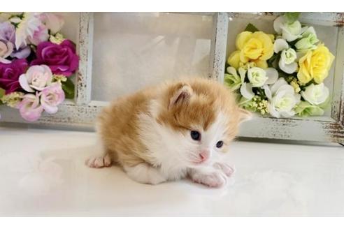 成約済の大阪府のノルウェージャンフォレストキャット-21402の2枚目