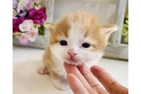 成約済の大阪府のノルウェージャンフォレストキャット-21402の3枚目