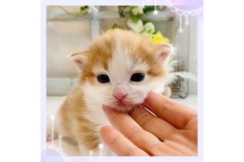 成約済の大阪府のノルウェージャンフォレストキャット-21406の1枚目