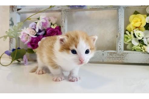 成約済の大阪府のノルウェージャンフォレストキャット-21406の5枚目