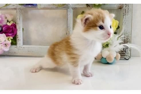 成約済の大阪府のノルウェージャンフォレストキャット-21406の2枚目