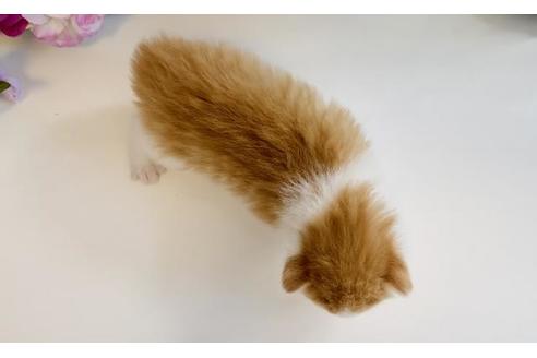 成約済の大阪府のノルウェージャンフォレストキャット-21406の3枚目