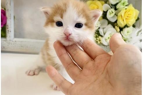 成約済の大阪府のノルウェージャンフォレストキャット-21406の4枚目