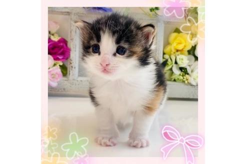 成約済の大阪府のノルウェージャンフォレストキャット-21410の1枚目