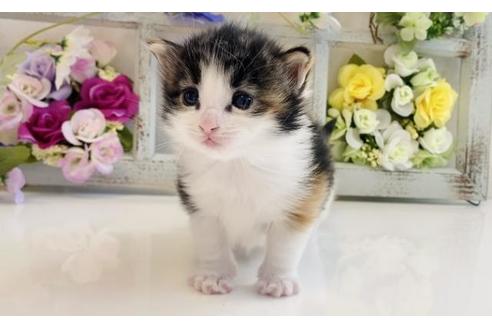 成約済の大阪府のノルウェージャンフォレストキャット-21410の3枚目