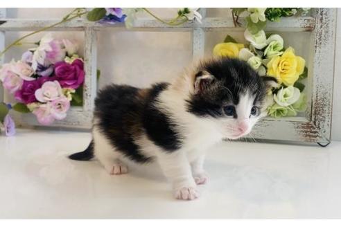 成約済の大阪府のノルウェージャンフォレストキャット-21410の2枚目