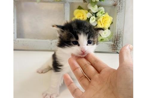 成約済の大阪府のノルウェージャンフォレストキャット-21410の5枚目