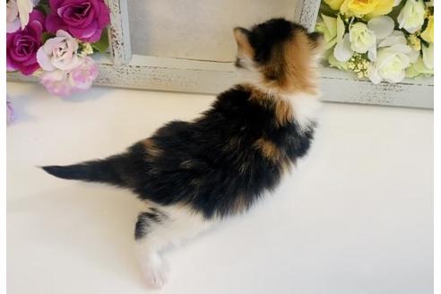 成約済の大阪府のノルウェージャンフォレストキャット-21410の4枚目