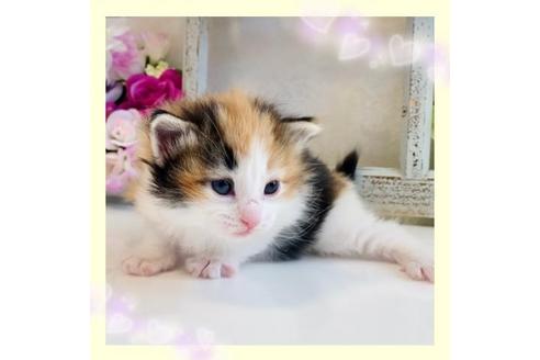 成約済の大阪府のノルウェージャンフォレストキャット-21412の1枚目