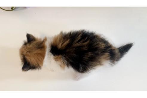 成約済の大阪府のノルウェージャンフォレストキャット-21412の2枚目