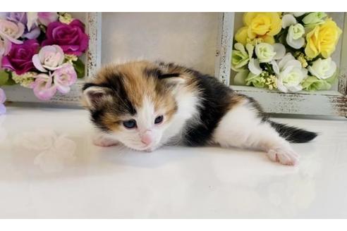 成約済の大阪府のノルウェージャンフォレストキャット-21412の3枚目