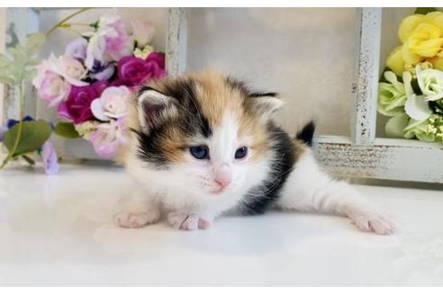 成約済の大阪府のノルウェージャンフォレストキャット-21412の4枚目