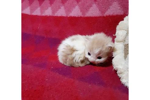 成約済の埼玉県のメインクーン-21413の3枚目