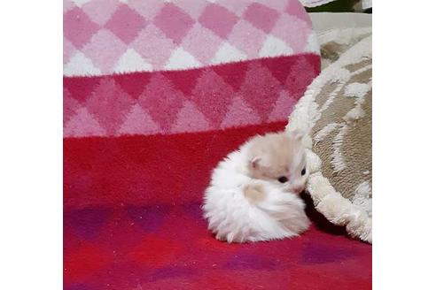 成約済の埼玉県のメインクーン-21413の2枚目