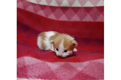 成約済の埼玉県のメインクーン-21414の3枚目