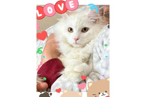 成約済の福岡県のメインクーン-21475の1枚目