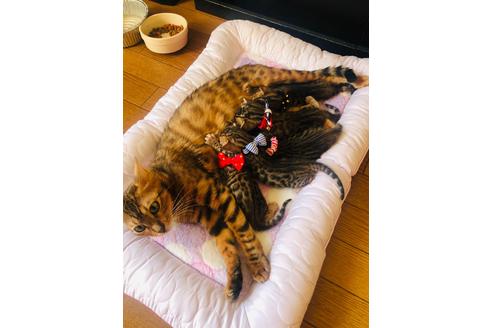 ココちゃん1枚目