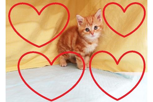 成約済の東京都のマンチカン-21560の1枚目