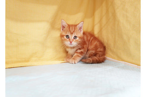 成約済の東京都のマンチカン-21560の2枚目