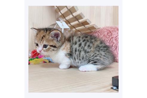 成約済の長野県のマンチカン-21576の5枚目