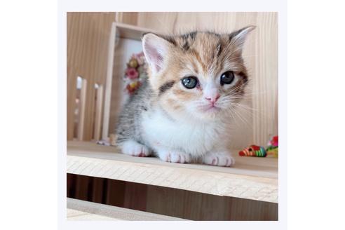 成約済の長野県のマンチカン-21576の2枚目