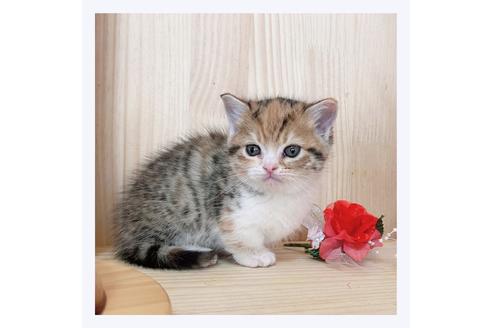 成約済の長野県のマンチカン-21576の1枚目