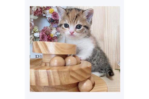 成約済の長野県のマンチカン-21576の3枚目