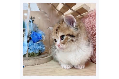 成約済の長野県のマンチカン-21576の4枚目