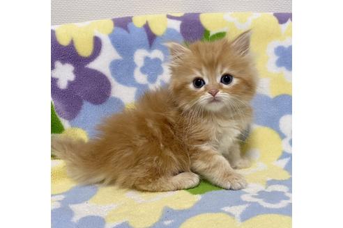 成約済の神奈川県のミヌエット-21000の4枚目