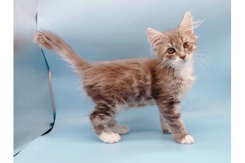 成約済の東京都のサイベリアン-23050の1枚目